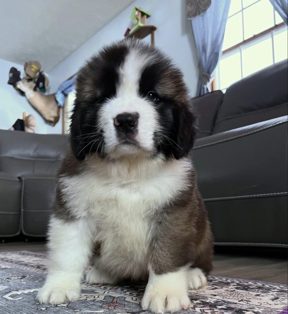 saint bernard puppies for sale