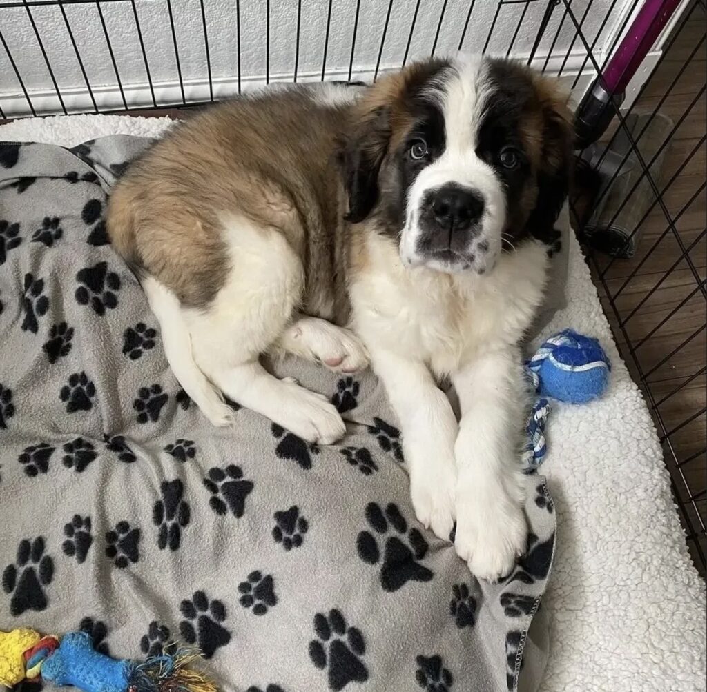 saint bernard puppies for sale